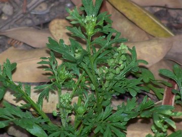 Lepidium didymum (=Coronopus didymus) / Lappolina americana